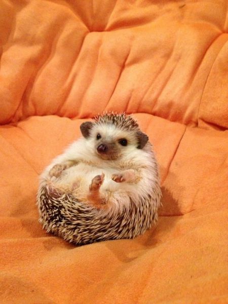 見ているだけで興奮してくる可愛い動物の画像