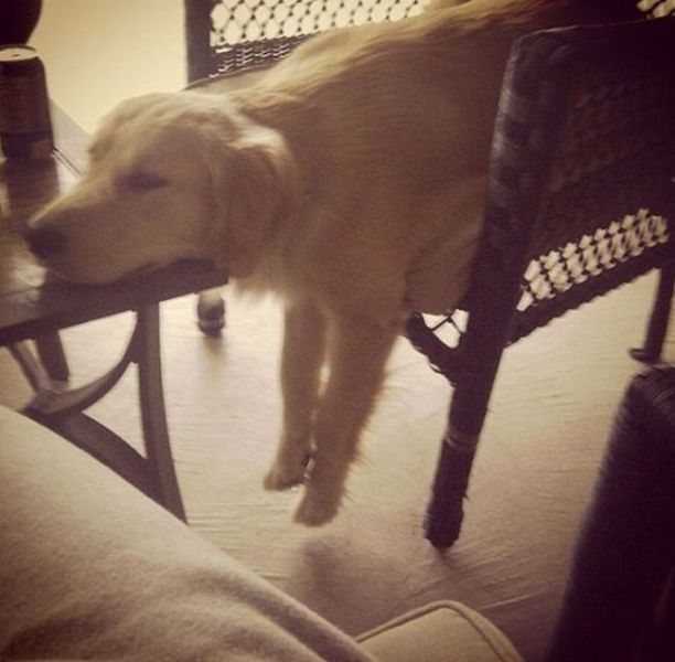家具の間にはまっている犬と猫の可愛い写真