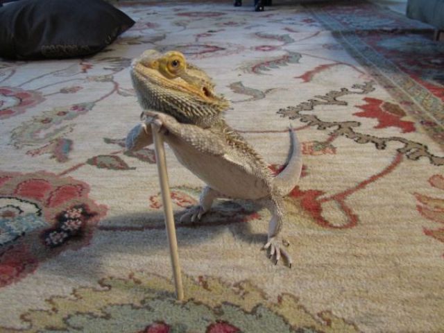 ｢通せんぼ」をしている写真