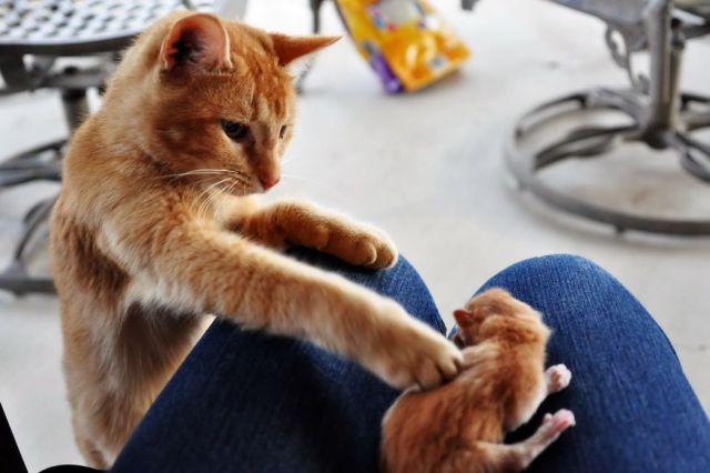 無茶苦茶かわいい動物たちに癒される写真