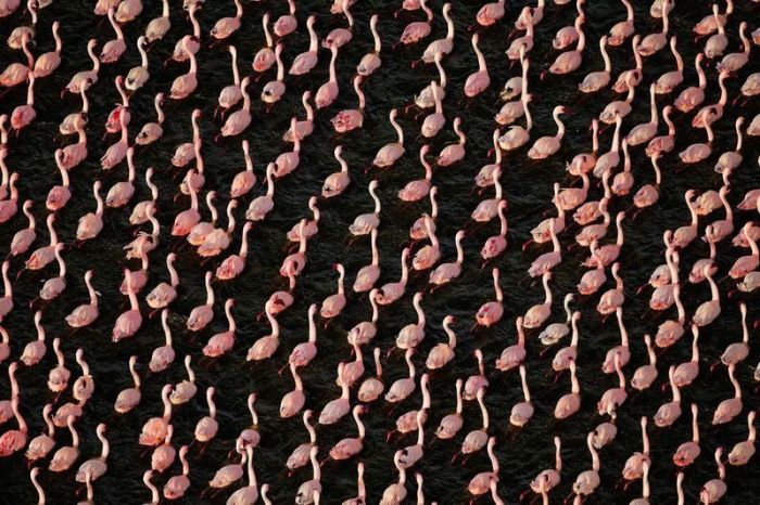フラミンゴが大群すぎてワロタｗｗｗ写真