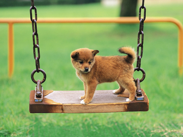 子犬の写真が本当に可愛すぎてワロタｗｗｗ写真