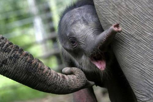 かわいい動物の画像
