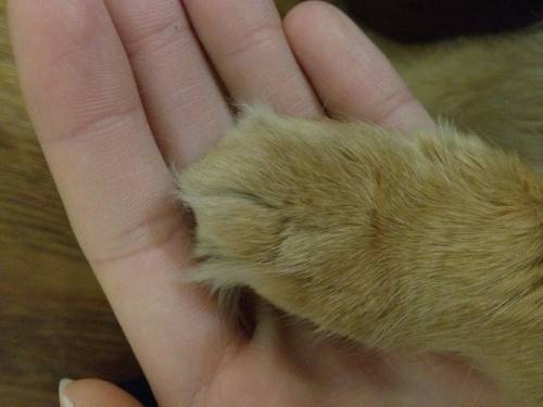 猫の手