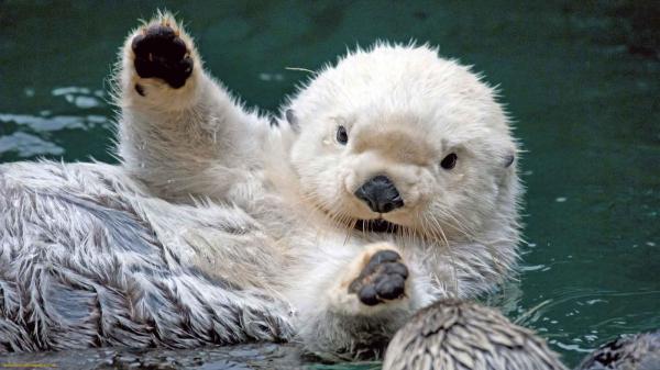 動物たちの「ハイタッチ」が可愛すぎる写真
