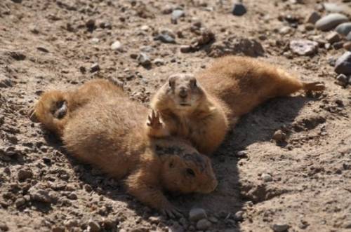 かわいい動物たちが手を振って「バイバイ」の動作する写真