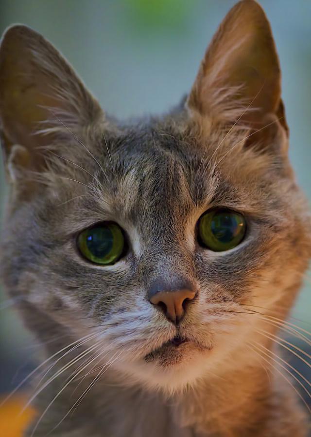 悲しい顔をした猫たちの写真