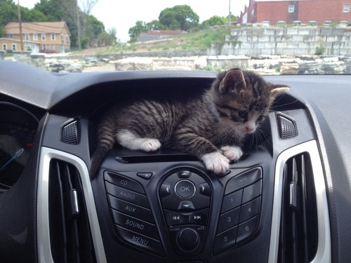 猫のかくれんぼ