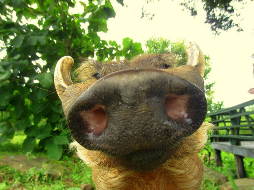 正面ドアップな動物たちの写真