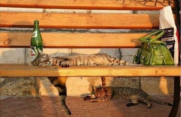猫が寝ている姿が本当に可愛らしい写真