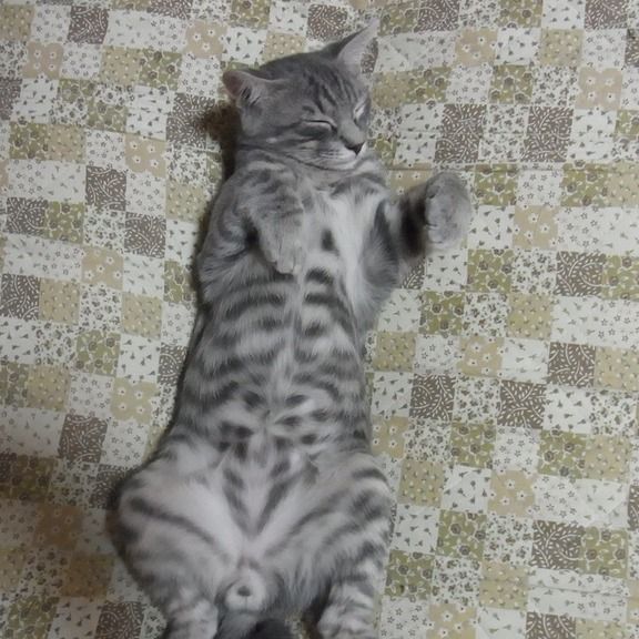 猫が寝ている姿が本当に可愛らしい写真