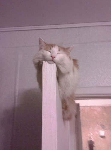 ぐっすり眠る動物たちの癒される写真