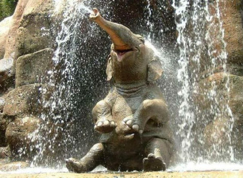 見ているだけで元気になれそうな写真