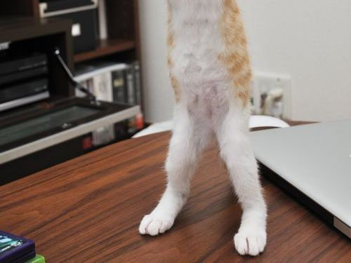 可愛い動物たちが立ち上がっていてワロタｗｗｗ写真