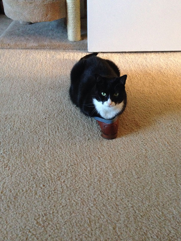 どんな隙間にもフィットしてしまう猫の写真