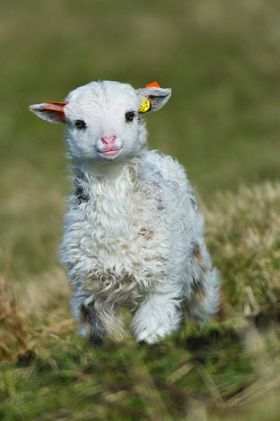 可愛すぎる動物の赤ちゃんの画像