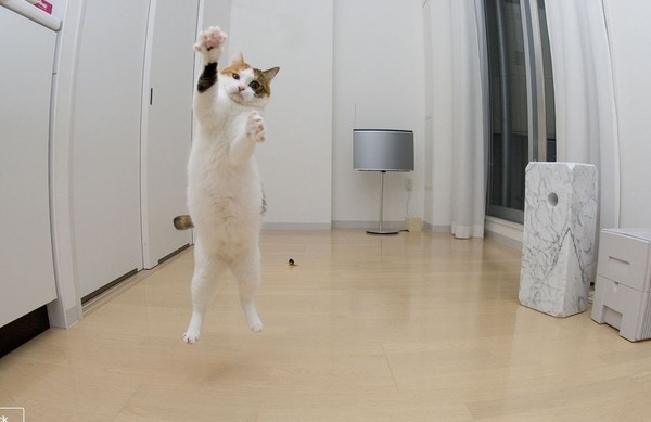 空中を飛行する可愛い猫たちの写真