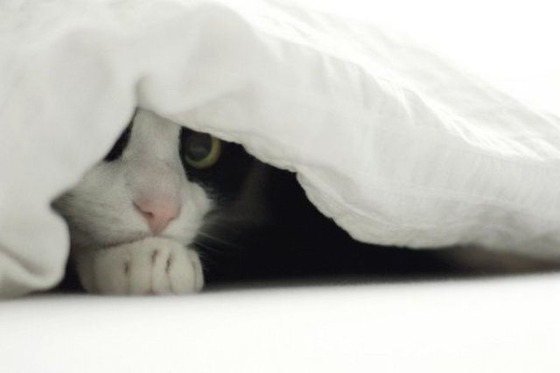 動物に影からじーっと観察されている写真