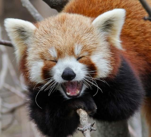 動物たちの本当に可愛らしい写真
