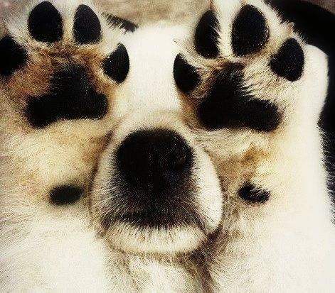 犬さんは、隠れるのが苦手！！と実感する写真