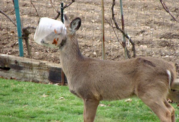 これは大変！人間の助けが必要そうな動物たちの写真