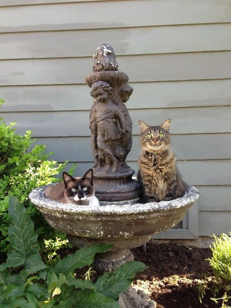 とてもキュートで可愛い動物の写真