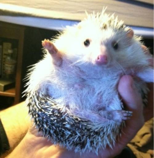 かわいい動物たちが手を振って「バイバイ」の動作する写真
