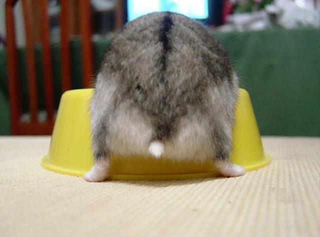 ハムスターのお尻（ハムケツ）は、本当に可愛すぎる写真