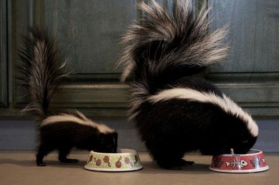 癒される動物の親子写真