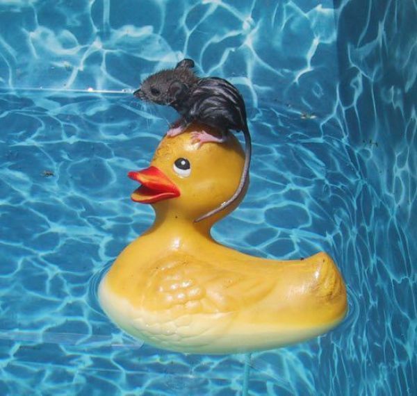 これは大変！人間の助けが必要そうな動物たちの写真