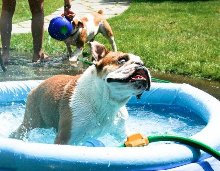 変顔や変な格好した犬の写真