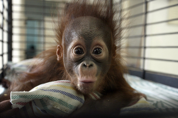 可愛すぎる動物の赤ちゃん画像