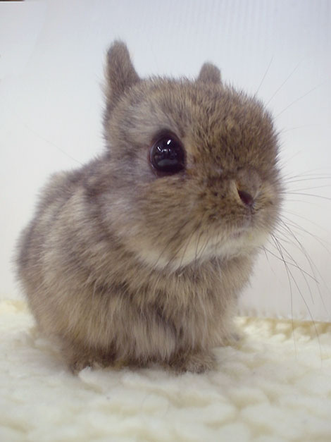 ふわふわで思わず「もふもふ」したくなる可愛い動物
