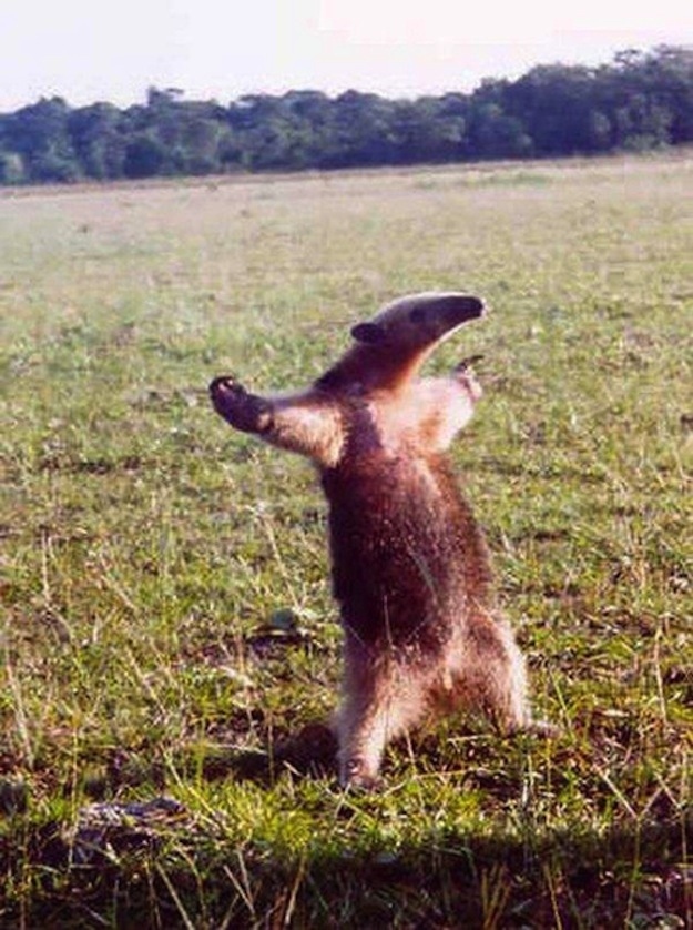 君たちに会いたがっている可愛い動物の写真