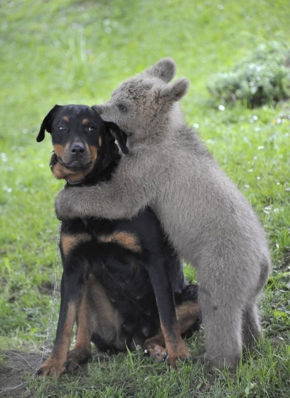 抱きしめたくなるほど可愛い動物の画像