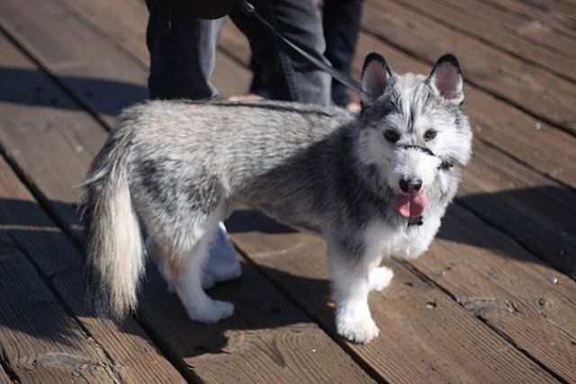 愛嬌ありすぎるミックス犬の写真