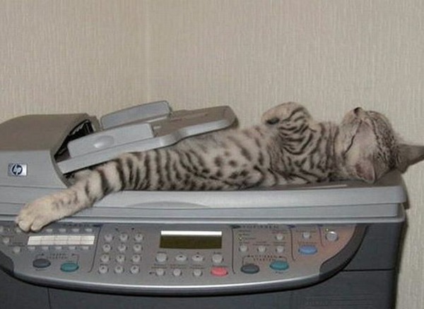 猫が寝ている姿が本当に可愛らしい写真