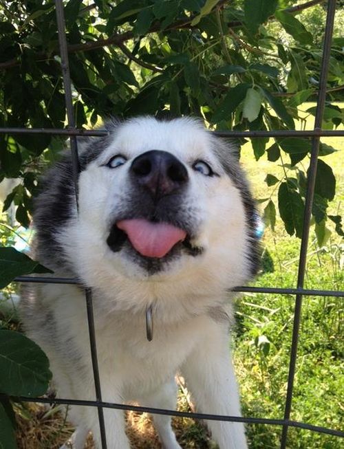 変顔や変な格好した犬の写真