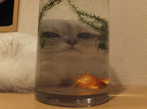 猫に狙われた完全ロックオンされた写真