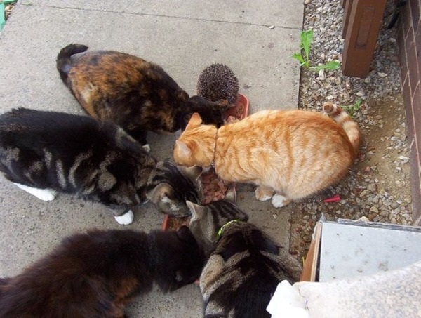 笑顔が思わず出そうな可愛すぎるハリネズミの写真