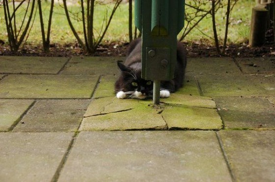 動物に影からじーっと観察されている写真