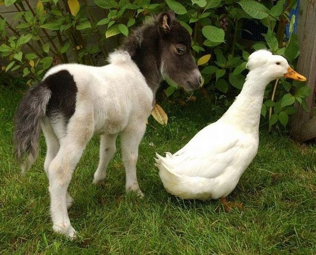 もう可愛すぎて何と言って良いのか分からない動物