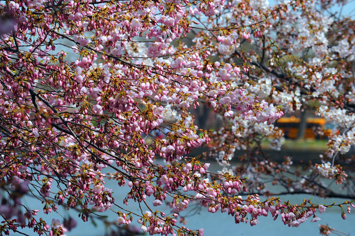 世界に咲く桜 