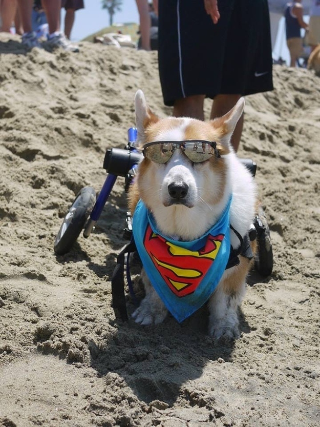 本当に可愛いコーギー犬の写真