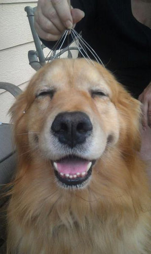 「最高に気持ちがいい！」という表情をした動物たちの写真