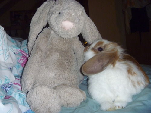 可愛い動物とぬいぐるみのコラボが本当に可愛すぎてやばい写真