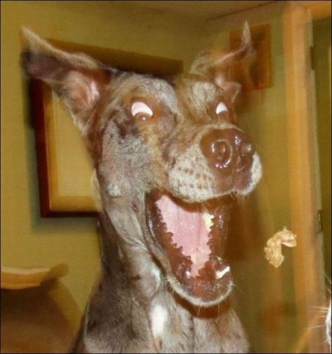 驚きを隠せない動物たちの写真