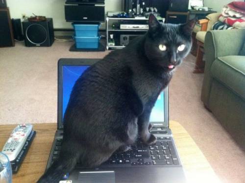 癒される可愛い動物たちの写真