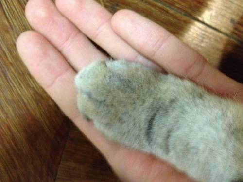 猫の手