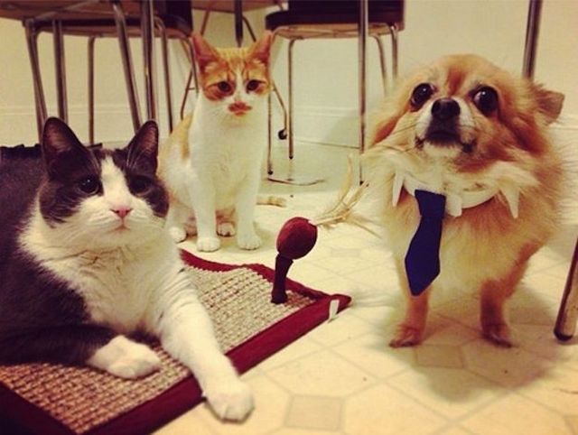 動物たちの可愛すぎる画像